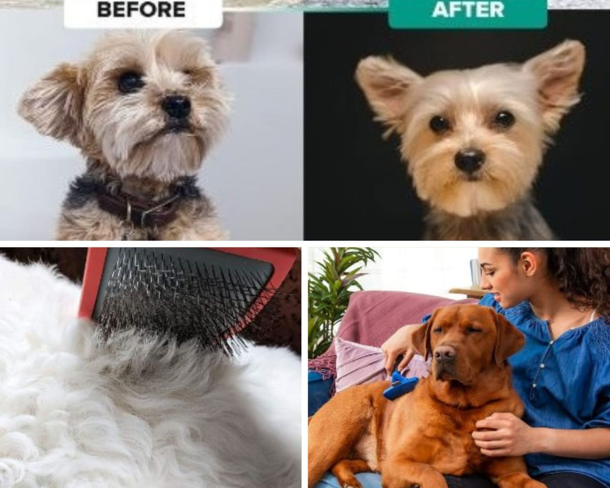 A Dog Brush Prevents Matts, Distributes Oils, and Removes Debris!