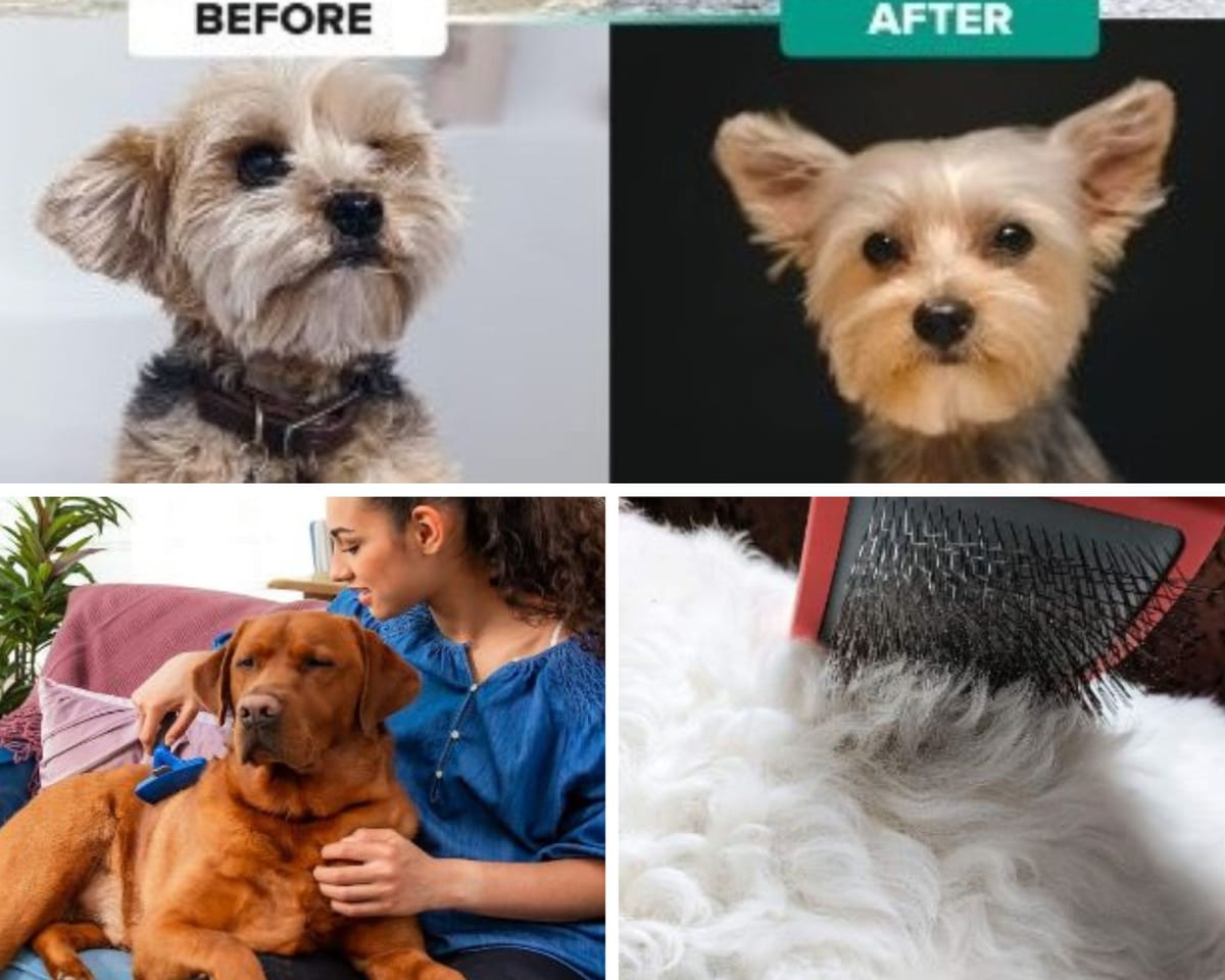 A Dog Brush Prevents Matts, Distributes Oils, and Removes Debris!