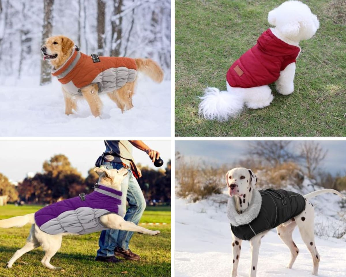 Dog Coats Aid Dogs With Health Issues, Offering Warmth and Comfort.